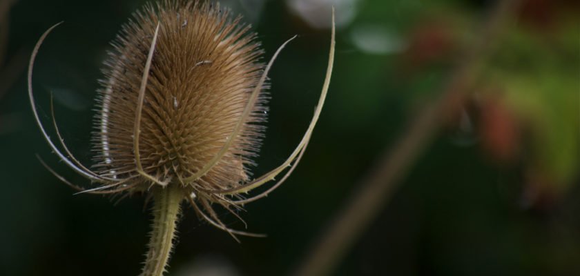 Green teasel