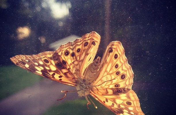 Mornin’, Mothra.