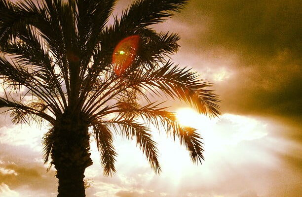 Illa Fantasia Palm Tree by lozboy