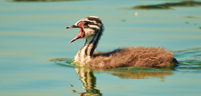 Great Crested Grebe