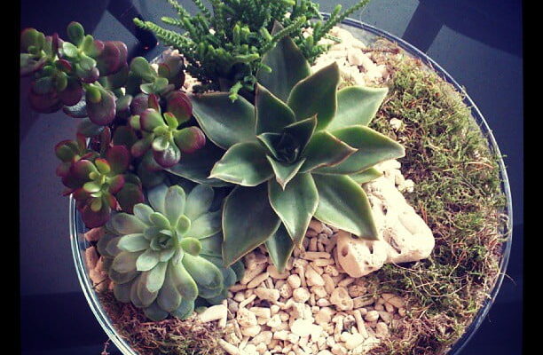 Our little gardens in the Regent St. by lucynewport