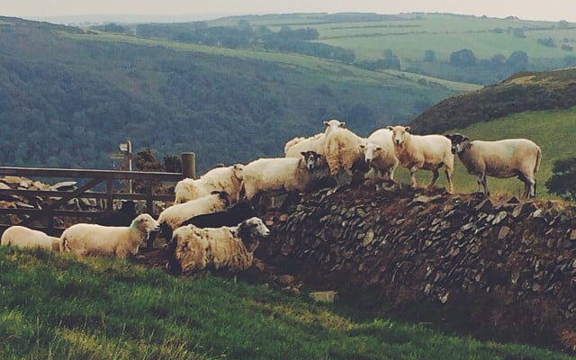 Freaking out the sheep. by imjustcreative