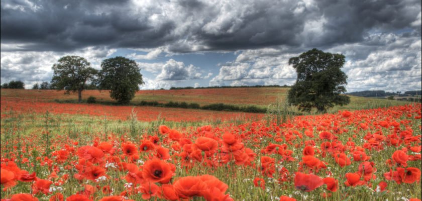 Poppy Fields by dballen101