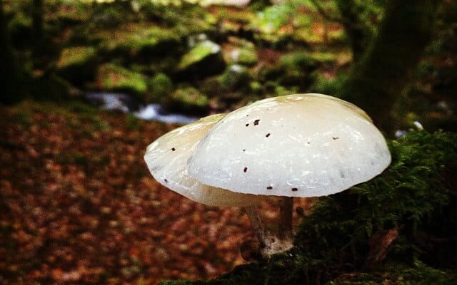 Slimy Mushrooms by artyhard