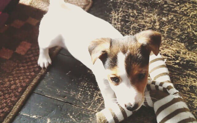 Welcoming Lilly to the family by iamtomwhite