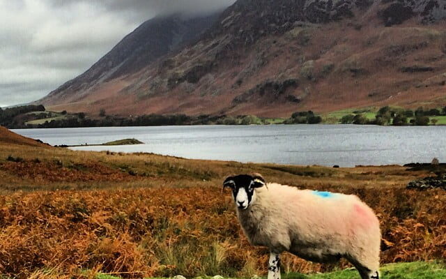 This sheep ain't moving for any soft southern walkers... by rorycellan