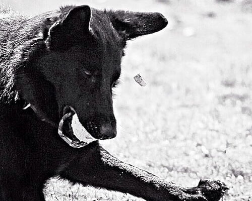 Miss Charley by imjustcreative