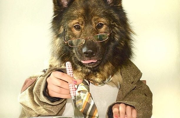 Meet Flapi, a gorgeous 4-year-old Keeshond