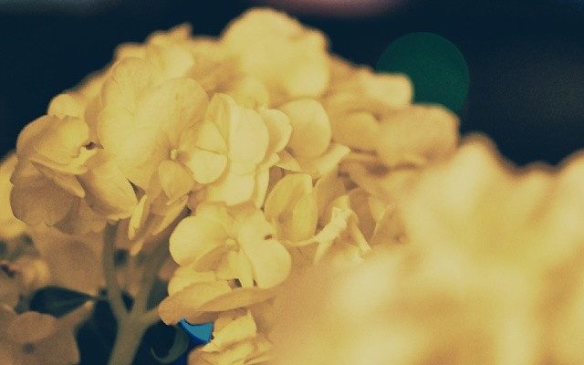 Flowers... #365 by abduzeedo
