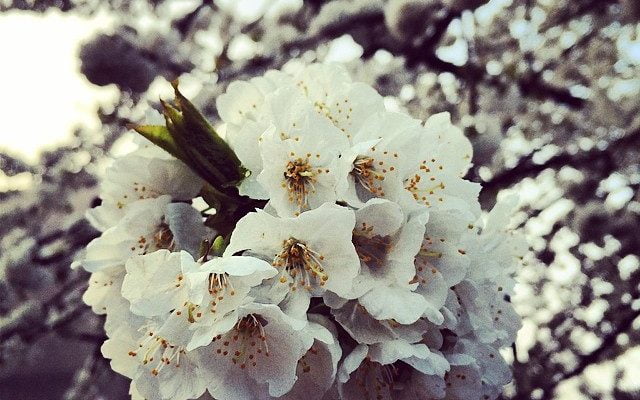 April 1st, Springtime