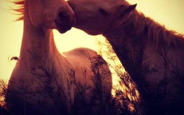 bom Dia #Anodocavalo by feco