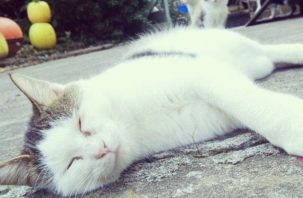 Cat Island by TamiKo