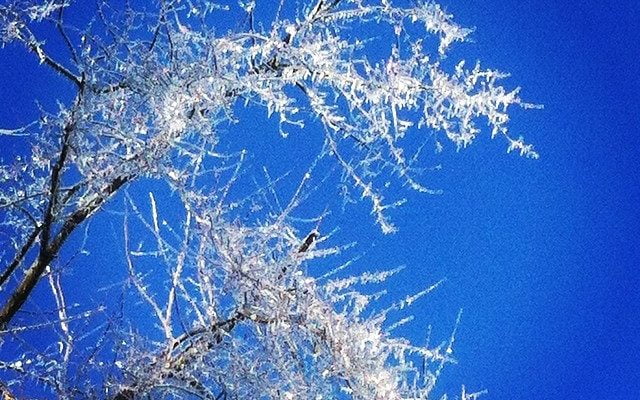 #Iced #trees #pennsylvania by joese5
