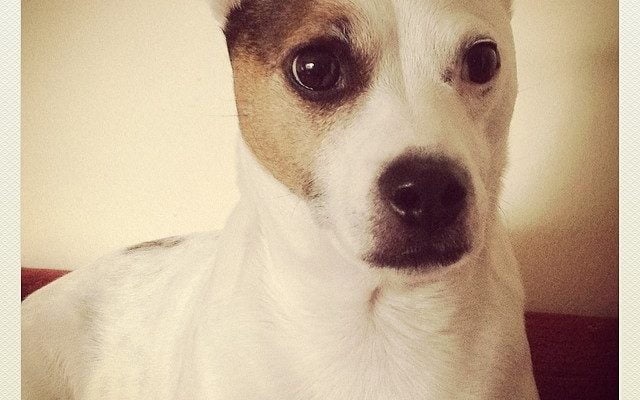 Jack The Russell... Little poser