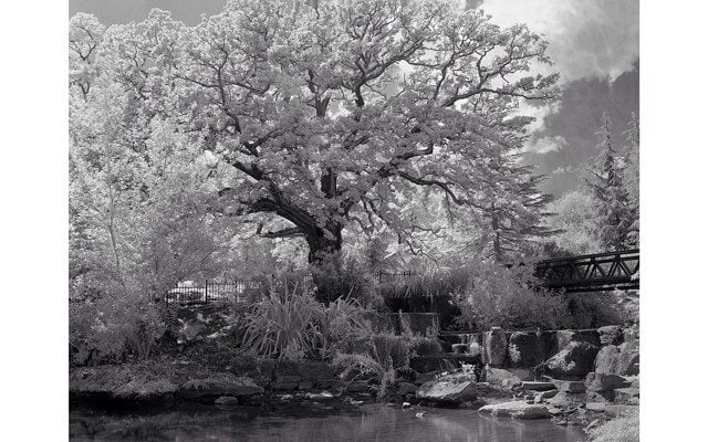Infrared from Crystal Palace Park