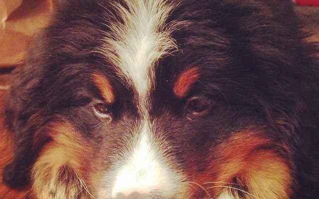 Meet Rudy. Soon to be 200 lbs by dtboyd