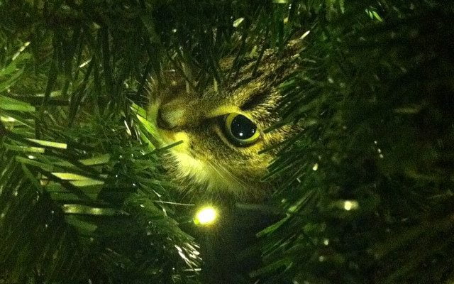 Christmas tree cat by gavinholmes85