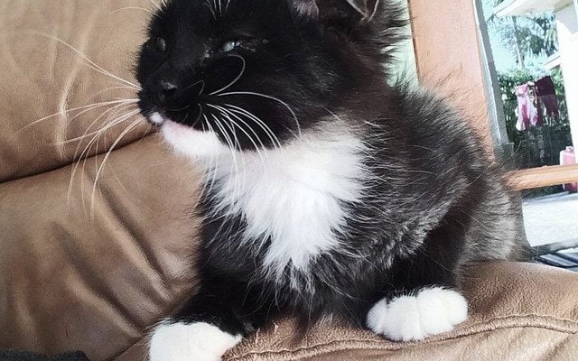 nubs giving the stinkeye by darylxcii