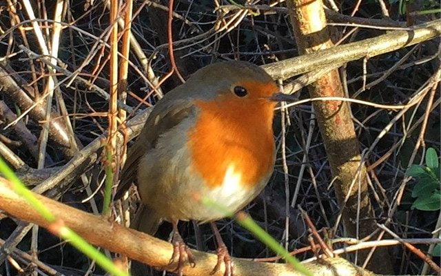 Arthur standing proud this morning.