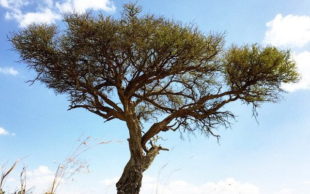 An ancient tree in the Laikipia. by white_african