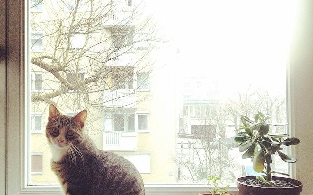 good morning :) by Peter Čuhalev