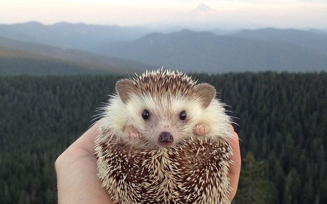 RIP biddy the hedge hog by mashable