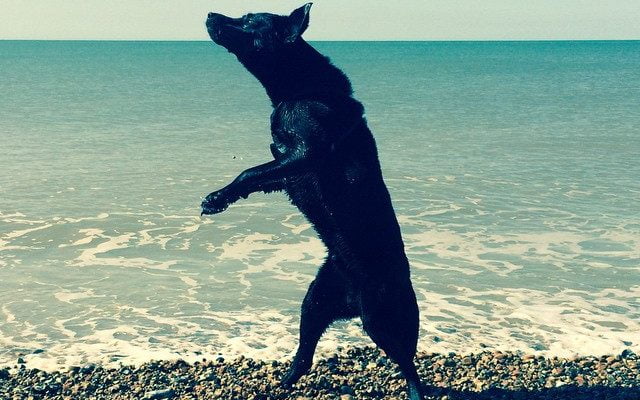 Teaching Mr Dexter by thelogosmith