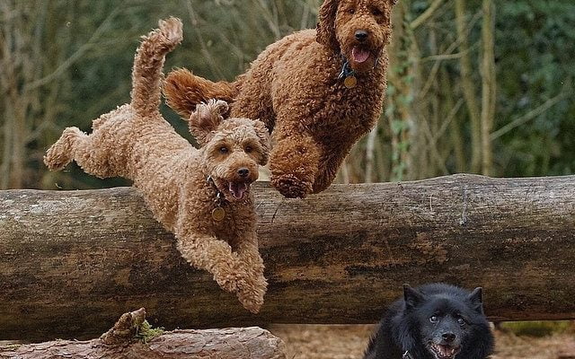 Hello, Instagram! by @honeyb_doodle