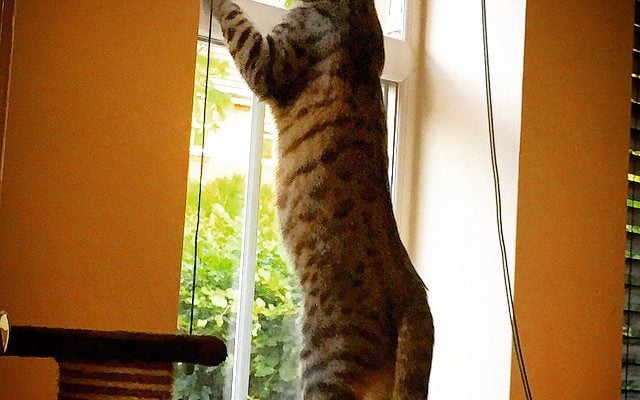 Ted playing lookout by jessicaejwalford