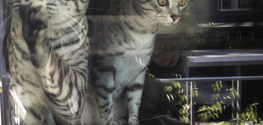 Happy National Cat Day by chenpamela