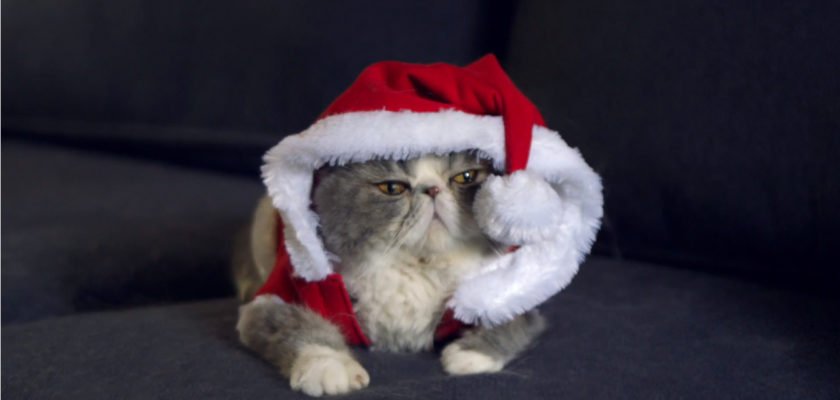 TEMPTATIONS™ – Say sorry for the holidays