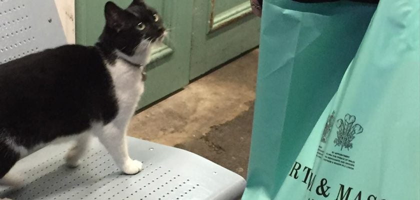 Nice to meet you, The Gipsy Hill Cat