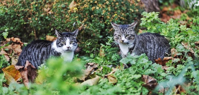 Cats having a friendly meeting by joelantunes