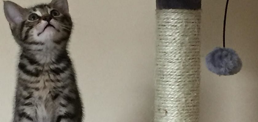 adorable kitten, sidney by thenicdavison