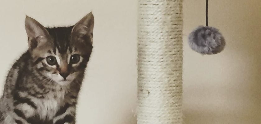 beautiful adorable, sidney by thenicdavison