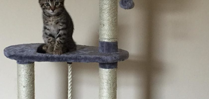 adorable kitten, sidney by thenicdavison