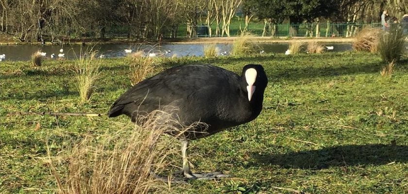Coot, Crystal Palace Park