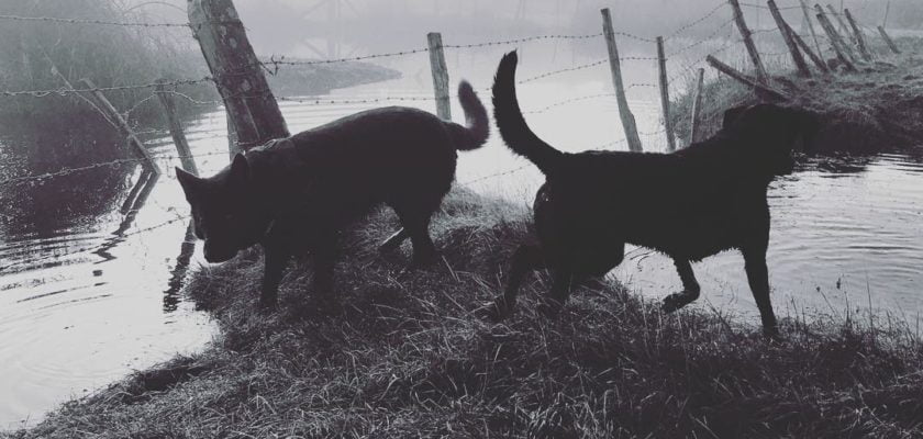 Miss Charley and Mr Dexter by thelogosmith by thelogosmith