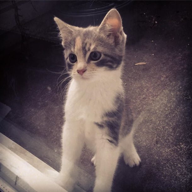 Our neighbour's new arrival is really nosey.