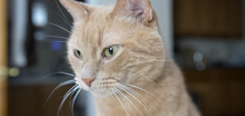 C4AC Goes to Tamerlaine Farm by MichaelHarren via Flickr