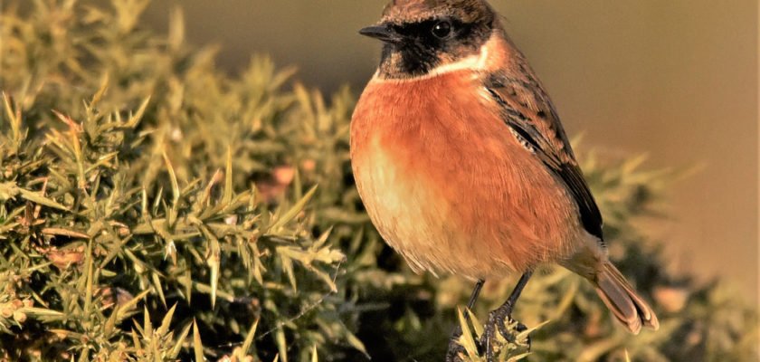 Stonechat by charlie.syme via Flickr