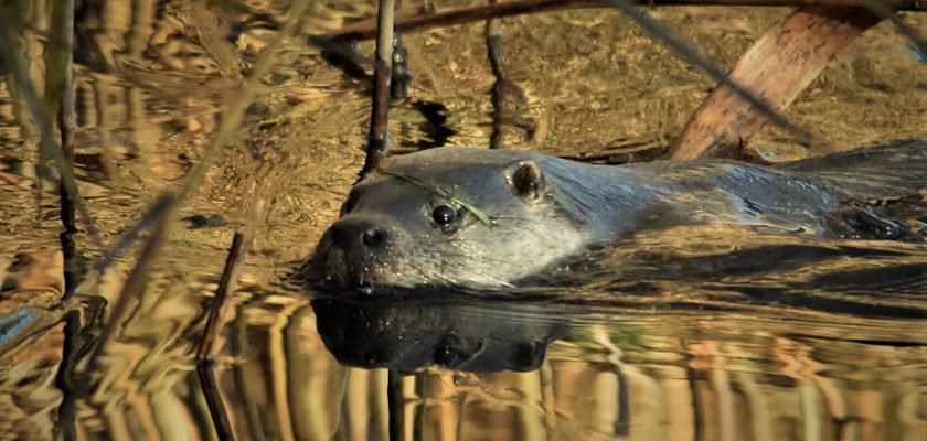 Otter by Charlie Syme