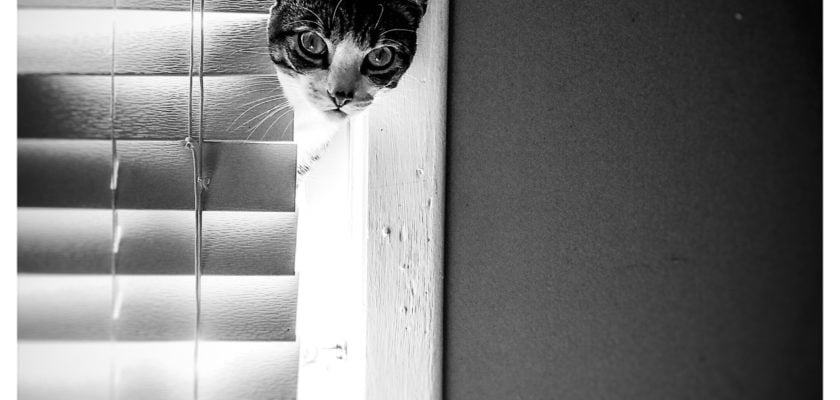 No I’m not in a blind - by Dogman707