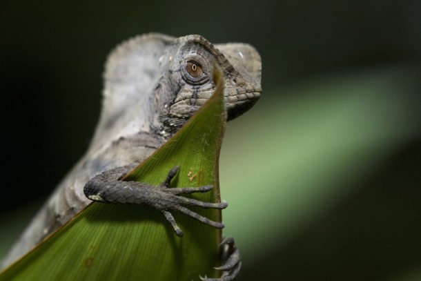 Helmeted Iguana by Alf Solano, Rainforest Photography
