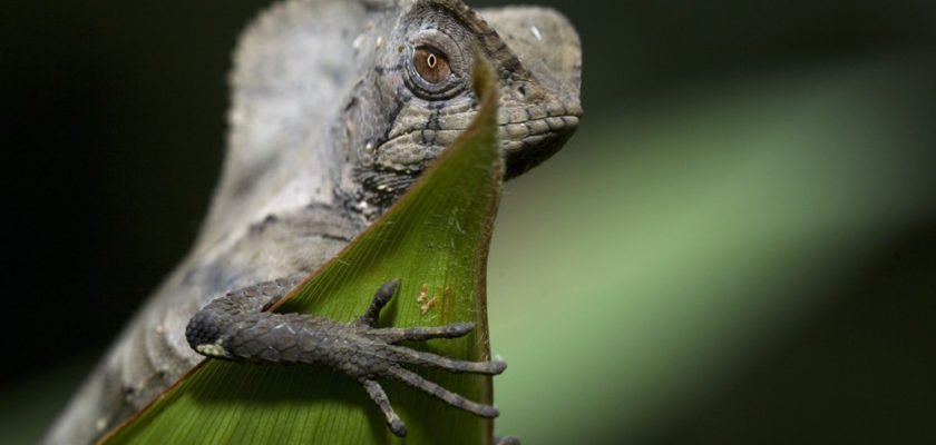 Helmeted Iguana by Alf Solano, Rainforest Photography