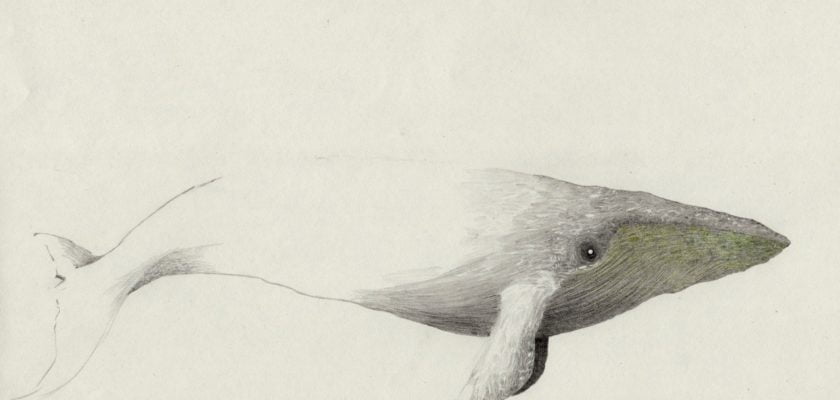 An ever-endless whale by Andrew Smith