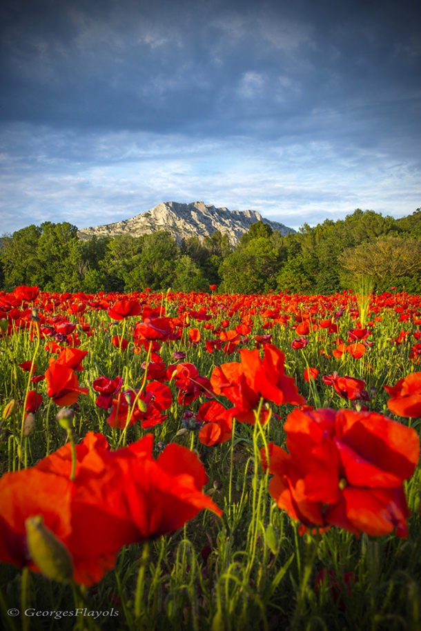Sainte-Victoire aux Coquelicots by Georges Flayols