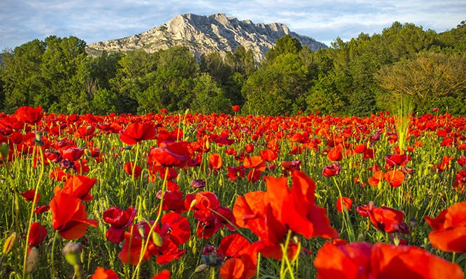 Sainte-Victoire aux Coquelicots by Georges Flayols