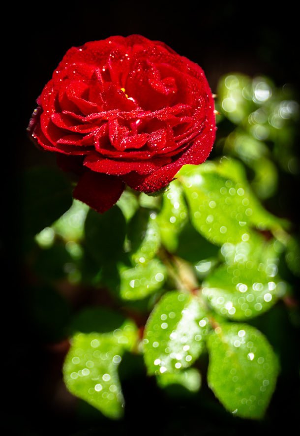 Misty Rose by Patrick Huffine