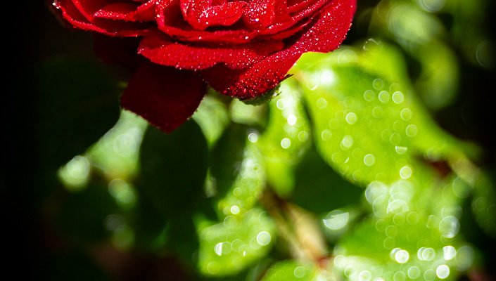 Misty Rose by Patrick Huffine